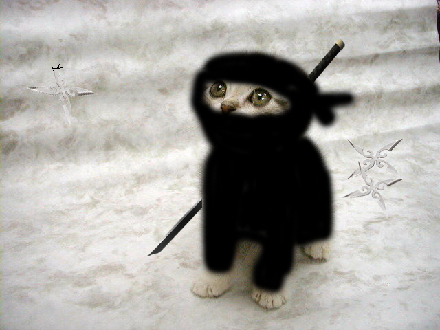 ninja_kitty__d____meoww_by_pyrosingh.jpg